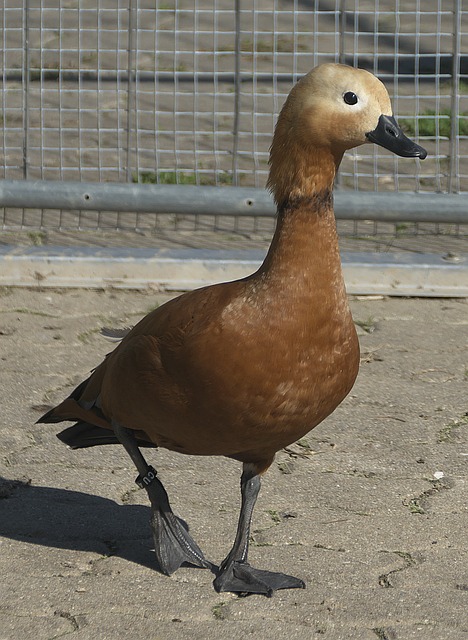 陳幸同