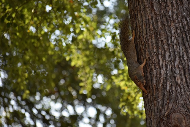 篮网教练组 篮网教练组
